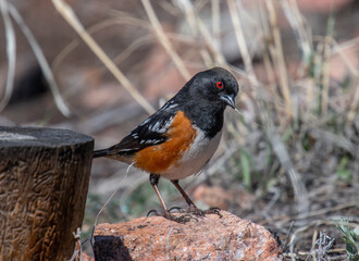 Spotted Towhee