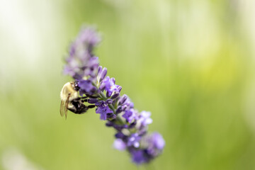 Bee on lavender 
