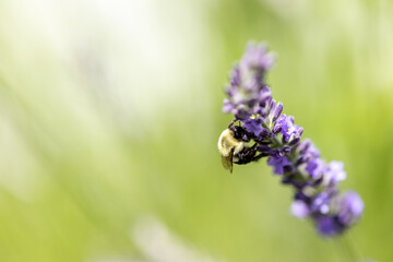 Bee on lavender 
