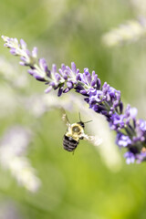 Bee on lavender 
