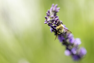 Bee on lavender 
