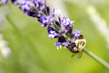 Bee on lavender 
