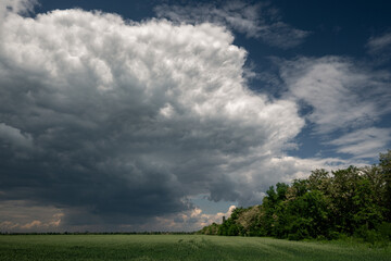 Fototapeta na wymiar a large cloud before a thunderstorm in a wheat field