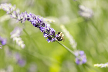 Bee on lavender 
