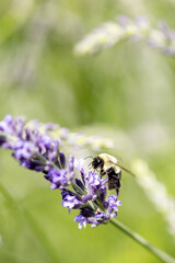 Bee on lavender 

