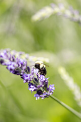 Bee on lavender 

