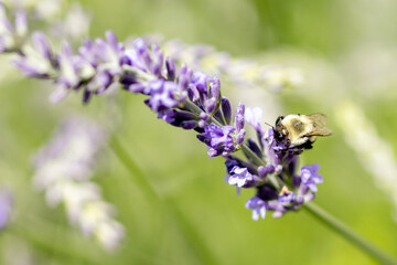 Bee on lavender 
