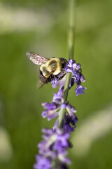 Bee on lavender 
