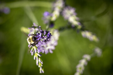 Bee on lavender 
