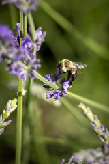 Bee on lavender 
