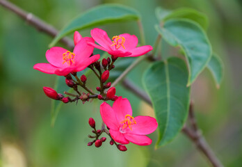 Blooming Jatropha whole-edged (Latin - Jatropha Integerrima)