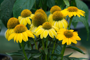 Echinacea plant with yellow flowers (Latin - Echinacea)