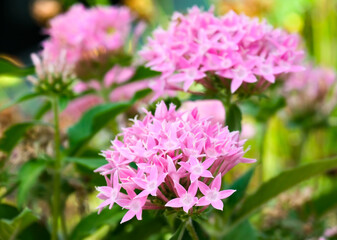 Fototapeta premium Pentas blooming with pink flowers (Latin - Pentas)