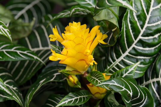 Blooming tropical exotic plant aphelandra (lat. - Aphelandra)