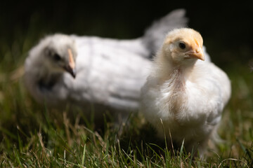 Legbar chick