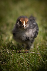 Blue Favacauna chick