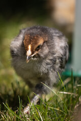 Blue Favacauna Chick