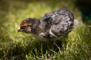 Blue Favacauna Chick