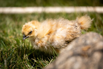 Buff Silkie Bantam chick in grass