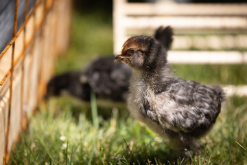 Blue Favacauna Chick