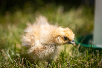 Buff Silkie Bantam chick in grass