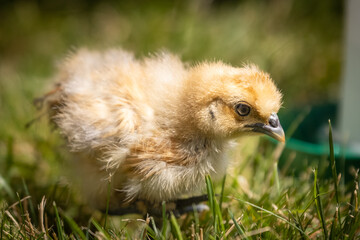 Buff Silkie Bantam chick in grass