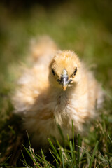 Buff Silkie Bantam chick in grass