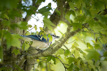Blue jay in tree