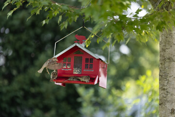 Red bird feeder