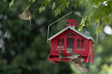 Red bird feeder