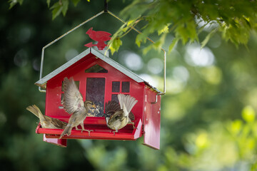 Red bird feeder