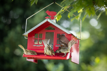 Red bird feeder