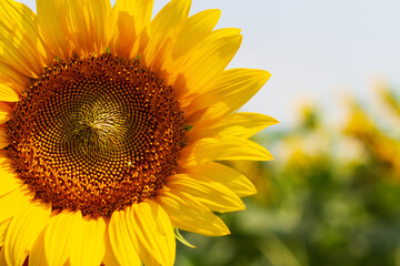 One sunflower on a sunny summer day on a blurred background of a field of sunflowers