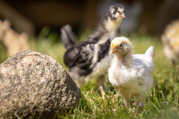 Legbar chick