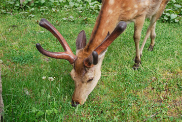 草を食べるエゾシカの雄（北海道・知床）
