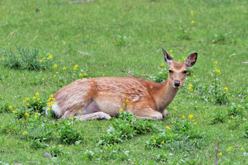 初夏の草原で休むエゾシカの雌（北海道・知床）

