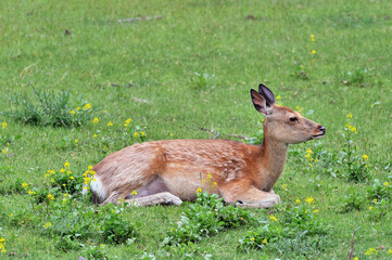 初夏の草原で休むエゾシカの雌（北海道・知床）
