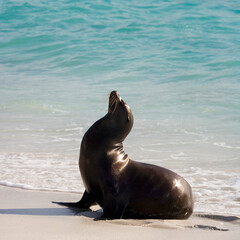 Galapagos Sea lion ( Zalophus wollebacki ) on a beach at Gardner Bay, Espanola Island, Galapagos, Ecuador