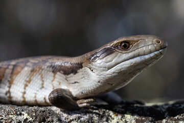 Close up of Eastern Blue-tongue Lizard