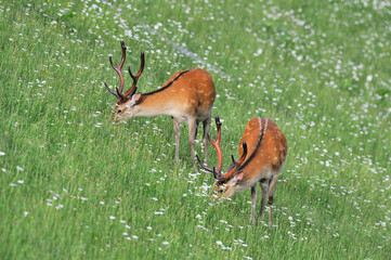 花畑とエゾシカの雄（北海道・知床）
