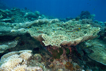 Naklejka na ściany i meble A picture of the coral reef