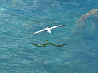 Hokkaido,Japan - June 22, 2021: A seagull flying over the sea in Shiretoko, Hokkaido, Japan on trees background
