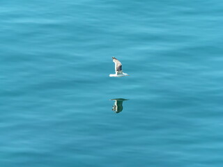 Hokkaido,Japan - June 22, 2021: A seagull flying over the sea in Shiretoko, Hokkaido, Japan on trees background
