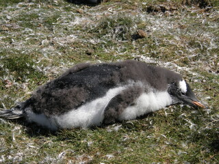 cute  young gentoo penguin resting in the grass on a sunny summer day in the british falkland...