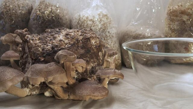 Shiitake Lentinula Edodes mushrooms. home farming cultivation growing Shii Take cutting harvest.