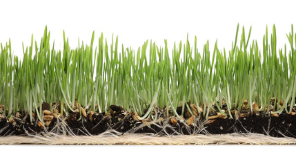 Soil with lush green wheatgrass on white background
