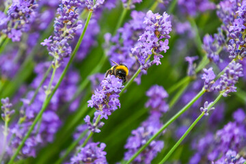 Bumble Bee on a flower collecting pollen this is how insects pollinate other plants