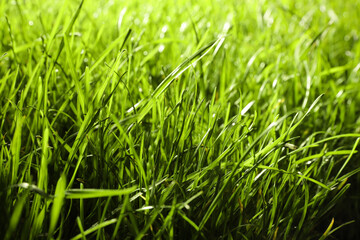 Fototapeta na wymiar Beautiful lush green grass as background, closeup