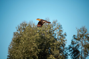 Carcar&aacute; do norte. The northern carcar&aacute; is a falconiform bird of the Falconidae family.