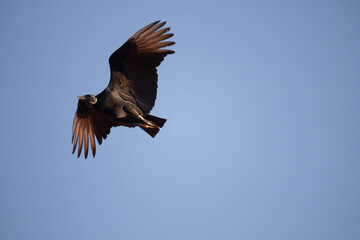 Urubu da cabeça preta. The black-headed vulture, Coragyps atratus is a cathartiform bird of the Cathartidae family.